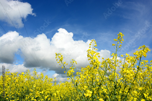 Rapsblüte, Feld, Himmel, Wolken, Frühling