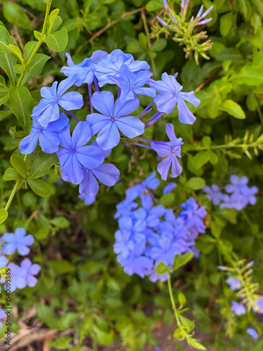 blue plumbago flower blooming macro