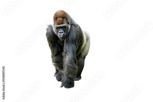 Powerful Gorilla, Majestic Primate, Walking Forward, Close-Up Studio Shot, Isolated on White Background, Intense Gaze, Wildlife Photography, Impressive Animal Portrait
