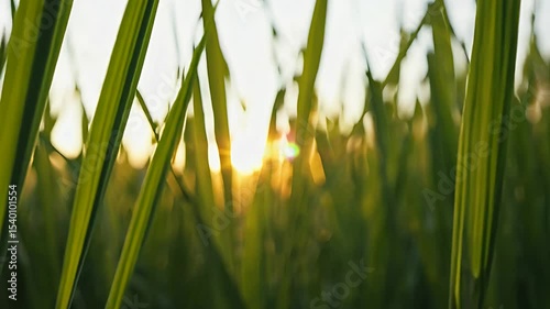 A serene view through tall green grass at sunset, capturing nature's beauty.