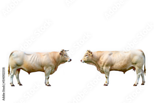 Majestic Blonde D'Aquitaine Cattle, Powerful Pair, Farm Animals, Agricultural Livestock, Rural Scene, Isolated on White Background