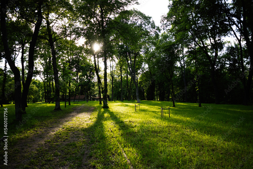Fototapeta premium Sunlight streaming through lush trees in a serene forest setting