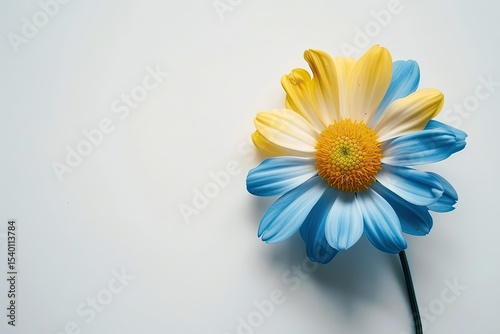 Vibrant Picture of a Blue and Yellow Flower is on a White Background