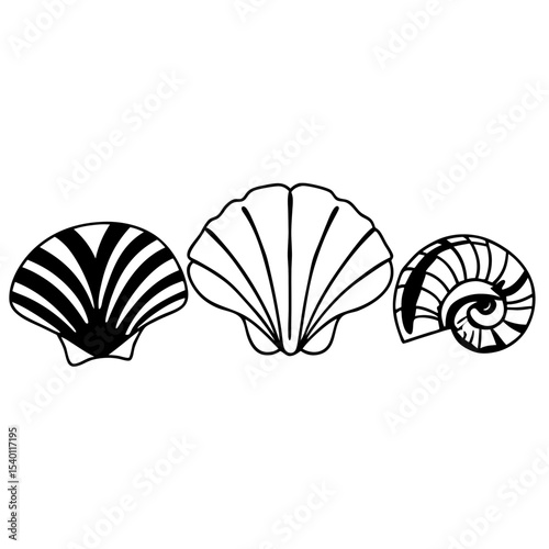 Seashells Vector Graphic Three Seashell Outline Illustration
