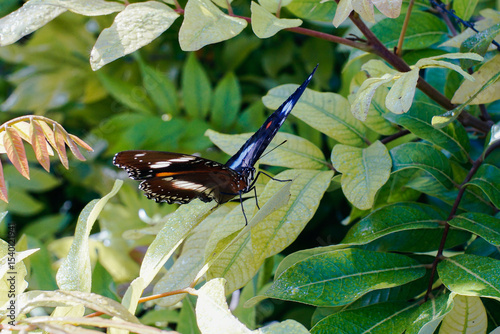 The black butterfly bolina hypolimnas perches on the green foliage with beautiful morning sunlight highlights.