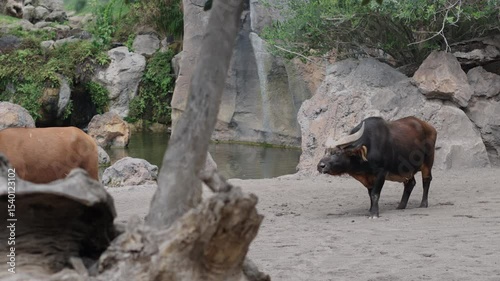 African buffaloes at Bioparc Valencia standing near rocks and water in tranquil zoo habitat surrounded by nature