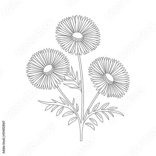 A black and white flower aster illustration line art of a coloring page