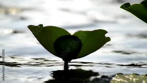 Lotus In Pond Tranquil Aquatic Greenery Blooming Nature's Beauty