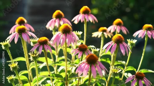 Fields Of Purple Coneflowers Blooming Under The Summer Sunlight