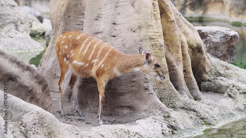 Sitatunga antelope standing quietly near tree roots by the water at Bioparc Valencia, blending into its natural habitat in calm, serene, and eco-friendly environment