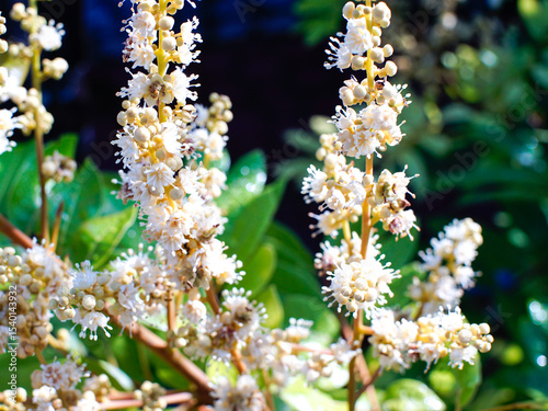 flowers of longan ,Longan Tropical fruit sweet