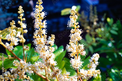 flowers of longan ,Longan Tropical fruit sweet