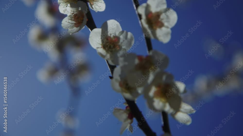 cerisiers en fleur devant un gratte-ciel