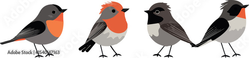 Illustration of four different types of small birds with orange and gray plumage standing side by side on a white background vector drawing for graphic