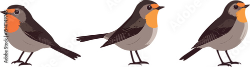Three European Robins Standing in a Row Simple Vector Illustration with Brown and Orange Plumage Isolated on White Background Birdwatching and Wildlife Concepts