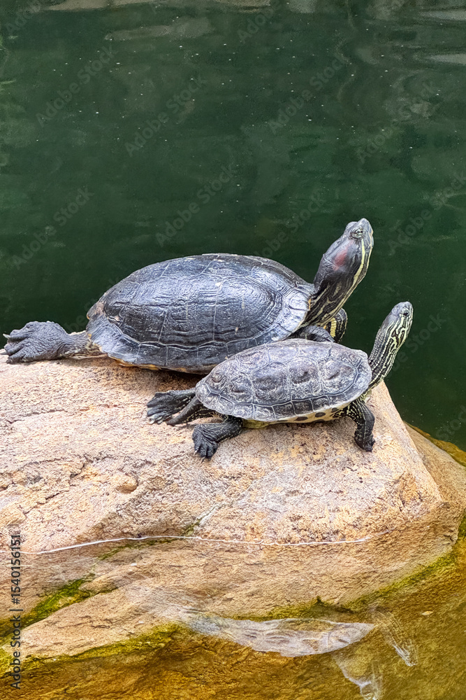 Obraz premium Two turtles enjoy the warm sun on a rock near the water, showcasing their natural habitat and behavior.