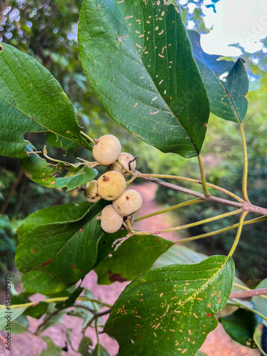 PLANTAS DO CERRADO, PLANTAS DO CERRADÃO, FRUTOS DO CERRADO,
