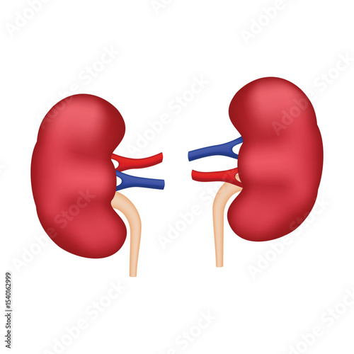 Human Kidney Anatomy, internal organ illustration isolated on white background