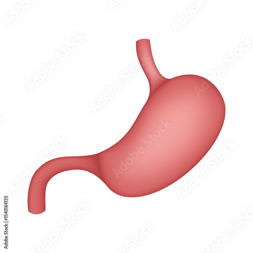 Human Stomach Anatomy, internal organ illustration isolated on white background