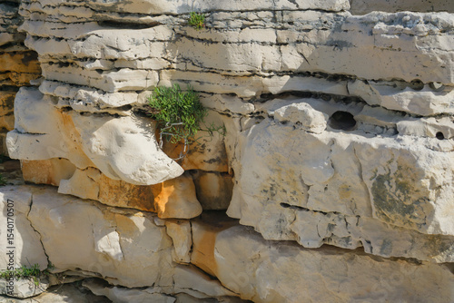 Close-up of layered limestone formation with visible erosion patterns and small green plants growing in rock crevices under sunlight.