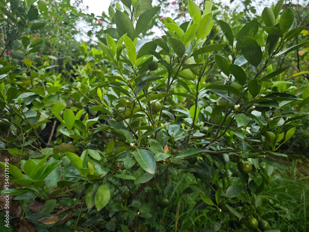 Fototapeta premium green tea leaves