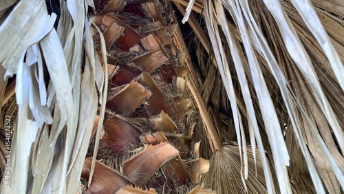Sun-bleached palm fronds entwine in a desert tapestry, evoking earthy whispers of Tu Bishvat and National Arbor Day May 23 2025, Lisbon, Portugal