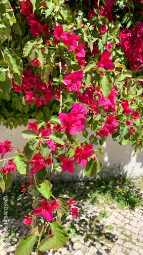 Radiant bougainvillea blossoms spill over sunlit Portuguese tiles, evoking Carnival vibrancy and equatorial gardens in full bloom May 23 2025, Lisbon, Portugal