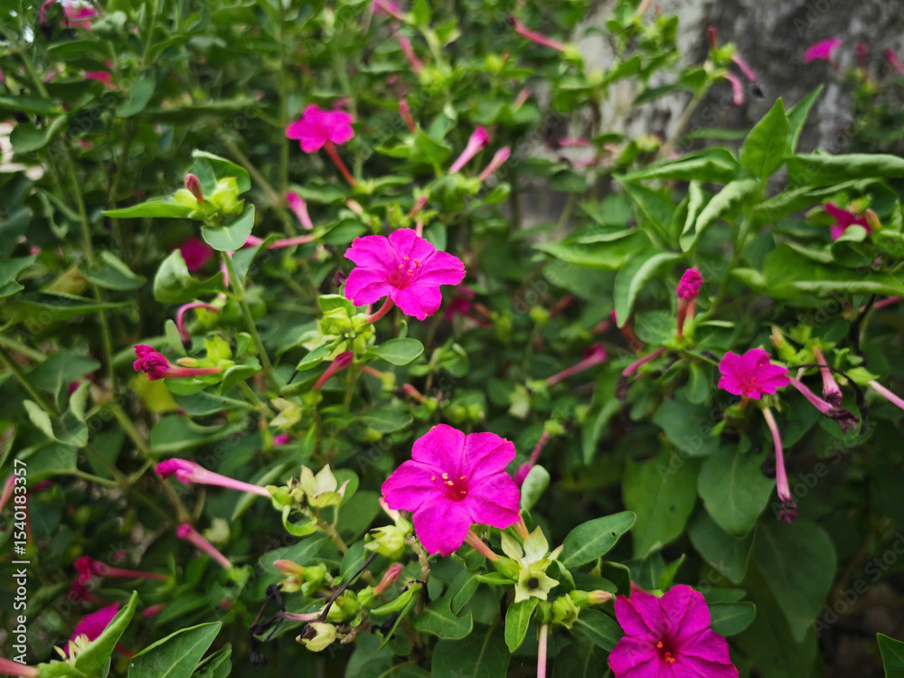 Fototapeta premium pink flowers in the garden