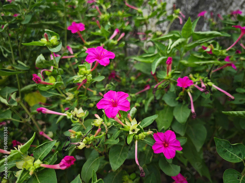 pink flowers in the garden
