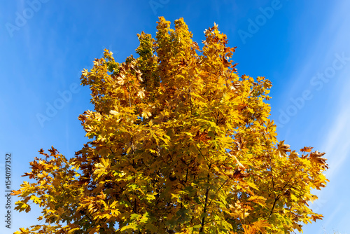 maple foliage against the sky, maple foliage changing color in Indian summer in sunny weather closeup