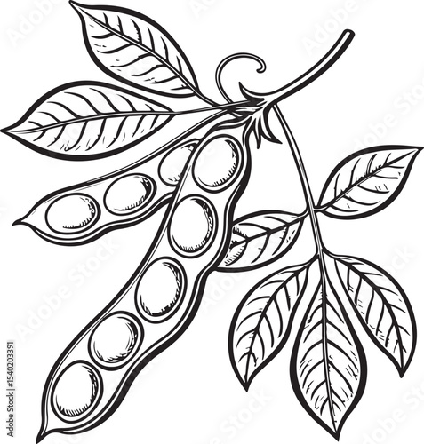 Soy Bean Beans Chick Peas Vector Illustration, Sketch Drawing Line Linear Symbol Icon Engraving Coloring Book, Hand-drawn Black and White Isolated