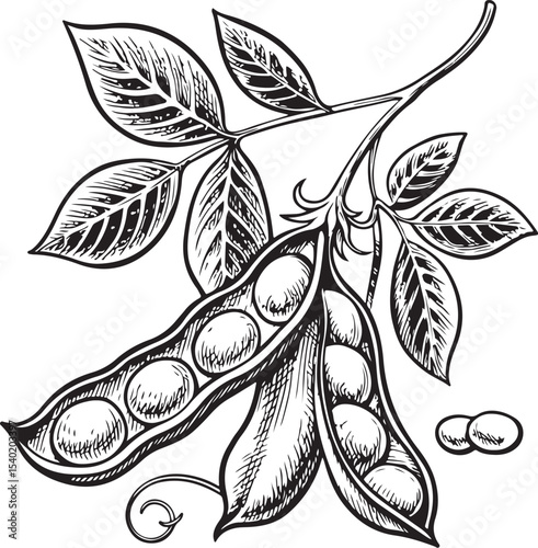 Soy Bean Beans Chick Peas Vector Illustration, Sketch Drawing Line Linear Symbol Icon Engraving Coloring Book, Hand-drawn Black and White Isolated