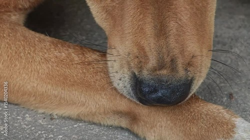 Dogs are getting rid of fleas by themselves.