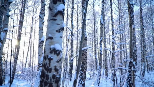 Snowy birch forest scene