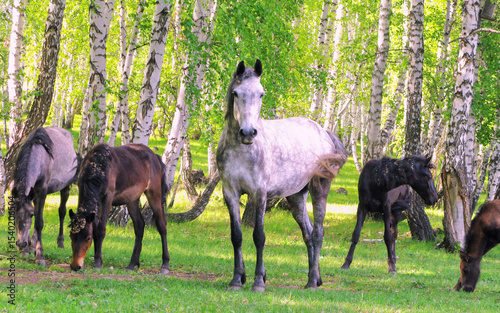 A herd of horses grazes in a birch grove