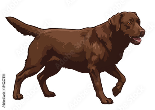 Labrador Retriever full body vector illustration isolated on background, pet, illustration, vector, puppy, design, labrador, dog, breed, animal, head, canine, cute, isolated, cartoon, doggy, 