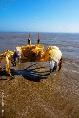 Red Sea ghost crab (Ocypode saratan) in an attack pose on a photographer. Bright Claw as a threat releaser, aggressive behavior. Gulf of Oman, Arabian Sea