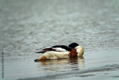 The appearance and incorrect movements of shelduck (Tadorna tadorna) sick with avian flu. Accurate registration of avian influenza patients on Lake Sivash in Crimea in 2022 and 2022