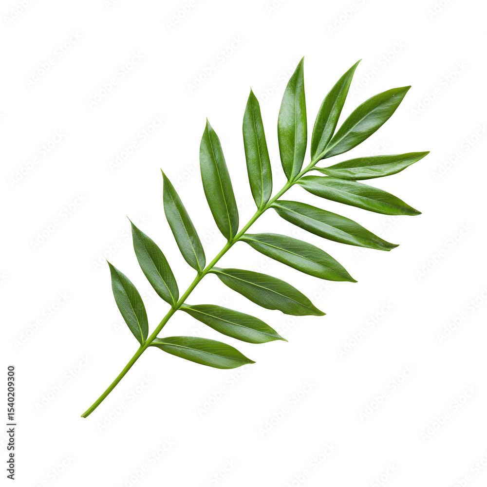 Fototapeta premium Vibrant Green Leaf Branch, Isolated Black Background, Lush Foliage, Natural Botany, Plant Stem, Deta