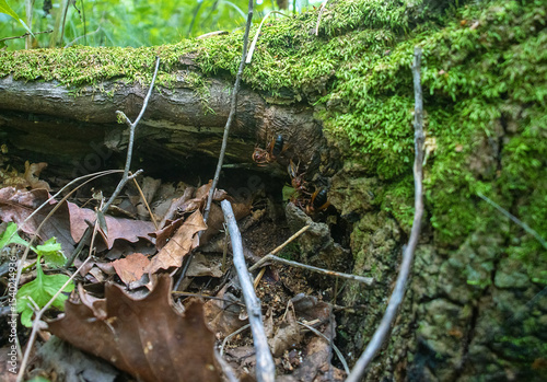 Black hornet (Vespa dybowskii) nest. Sikhote Alin. Unique aspect in species is that it is social parasite of Common hornet (V. crabro), takes over nest and induces workers (yellow) to raise own brood