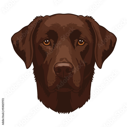 Labrador Retriever head vector illustration isolated on transparent background