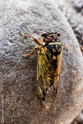 Mountain cicada (Cicadetta montana, male) (Cicadidae, Hemiptera) on slopes of seaside forest hills. Sakhalin, Far eastern population. Shrilling was venerated by ancient Greeks, but detested by Virgil