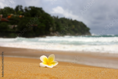 Plumeria flower and surf waves on a sand of a tropical beach. Background for romantic vacation and sea travel