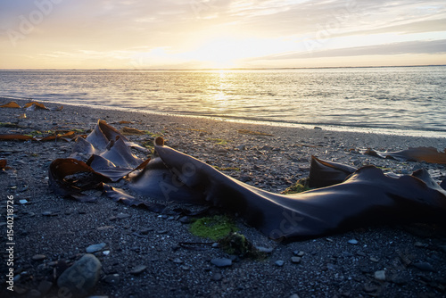 Sunset fierce sun along coast of Sea of Japan. Sakhalin. Beach, ocean meadow. Far East, here begins night-day of extended Siberia. Sea is like maternity hospital for cyclones, storm drain, laminaria