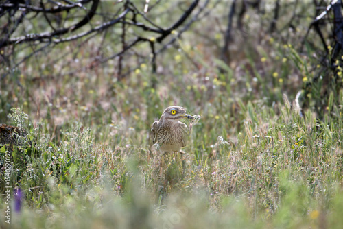Single and pair of stone-curlew (Burhinus oedicnemus) captured in close-up in their natural habitat