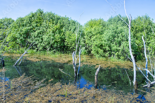 Spring stagnation. The ice has just melted not so long ago. The algal crust has been preserved on the reservoir since last summer. Strong pond eutrophication. Green willow bushes and dead trees