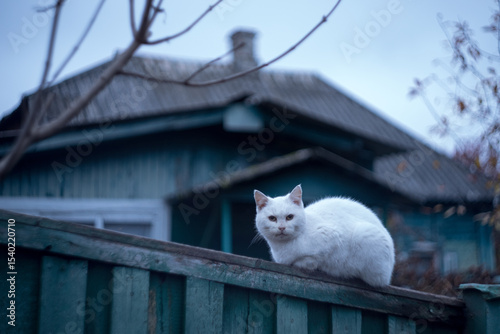 white cat on the fence