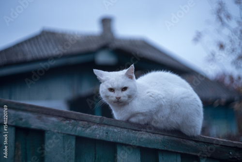 white cat on the fence