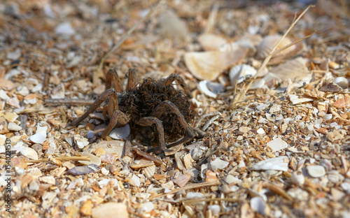 An unusual family. This female wolf spider (Pardosa sp.) carries and protects 50 of her children until they come of age, and then dies from exhaustion - parental care, procreation behaviour