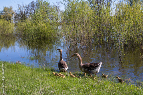 mother and baby swans